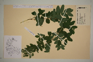  ( - SEL_0371)  @11 [ ] CreativeCommons - Attribution Non-Commercial Share-Alike (2012) Unspecified Tromso University Museum