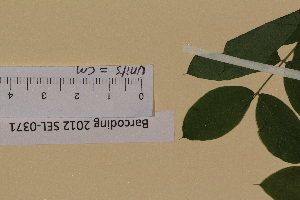  ( - SEL_0371)  @11 [ ] CreativeCommons - Attribution Non-Commercial Share-Alike (2012) Unspecified Tromso University Museum