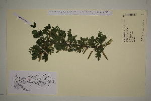  ( - SEL_0372)  @11 [ ] CreativeCommons - Attribution Non-Commercial Share-Alike (2012) Unspecified Tromso University Museum