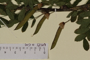  ( - SEL_0372)  @11 [ ] CreativeCommons - Attribution Non-Commercial Share-Alike (2012) Unspecified Tromso University Museum