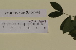  ( - SEL_0372)  @11 [ ] CreativeCommons - Attribution Non-Commercial Share-Alike (2012) Unspecified Tromso University Museum