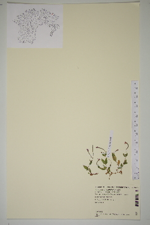  (Epilobium anagallidifolium - SEL_0655)  @11 [ ] CreativeCommons - Attribution Non-Commercial Share-Alike (2012) Unspecified Tromso University Museum