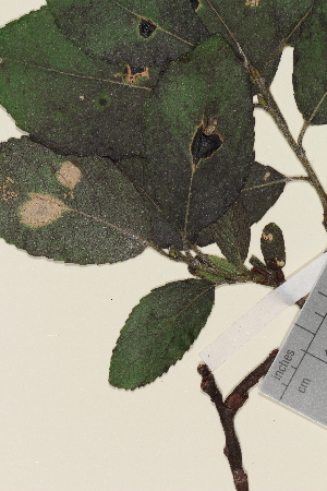  (Salix myrsinifolia - TROM_V_351288_sg)  @11 [ ] CreativeCommons - Attribution Non-Commercial Share-Alike (2014) Unspecified Tromso University Museum