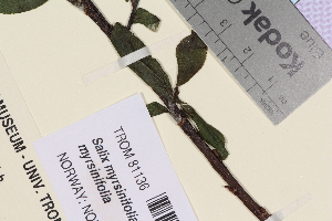  (Salix myrsinifolia myrsinifolia - TROM_V_81136_sg)  @11 [ ] CreativeCommons - Attribution Non-Commercial Share-Alike (2014) Unspecified Tromso University Museum