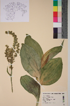  (Veratrum album - TROM-V-53294)  @11 [ ] CreativeCommons - Attribution Non-Commercial Share-Alike (2013) Unspecified Tromso University Museum