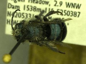  (Osmia grinnelli - BBSL619203)  @13 [ ] Unspecified (default): All Rights Reserved  Unspecified Unspecified