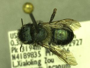  (Osmia sp_Y5 - YOSE194012)  @13 [ ] Unspecified (default): All Rights Reserved  Unspecified Unspecified