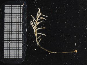  (Abietinaria thuiarioides - NOAH0170)  @11 [ ] by-nc-sa (2024) Joan J. Soto-Angel University Museum of Bergen, Natural History Collections