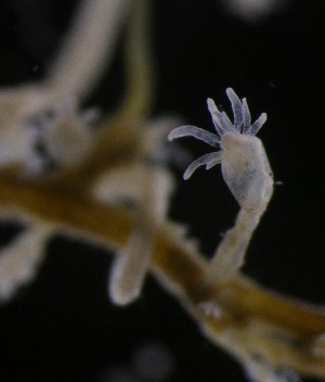  ( - NOAH0761)  @11 [ ] by-nc-sa (2025) Joan J. Soto-Angel University Museum of Bergen, Natural History Collections