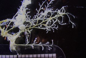  ( - NOAH0945)  @11 [ ] by-nc-sa (2025) Joan J. Soto-Angel University Museum of Bergen, Natural History Collections