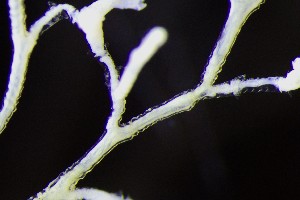  ( - NOAH0963)  @11 [ ] by-nc-sa (2025) Joan J. Soto-Angel University Museum of Bergen, Natural History Collections