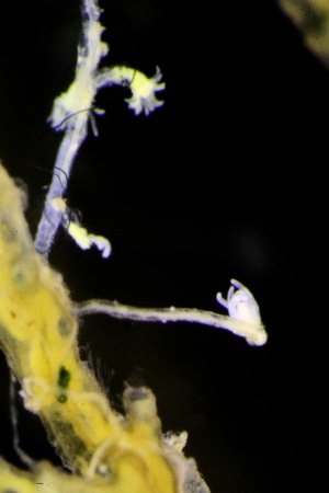  ( - NOAH1153)  @11 [ ] by-nc-sa (2025) Joan J. Soto-Angel University Museum of Bergen, Natural History Collections