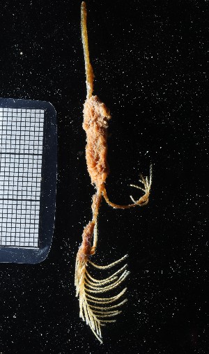  ( - NOAH1183)  @11 [ ] by-nc-sa (2025) Joan J. Soto-Angel University Museum of Bergen, Natural History Collections