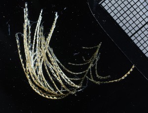  ( - NOAH1185)  @11 [ ] by-nc-sa (2025) Joan J. Soto-Angel University Museum of Bergen, Natural History Collections