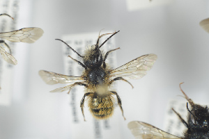  (Osmia bicornis - NOAPI259)  @14 [ ] CreativeCommons - Attribution Non-Commercial Share-Alike (2014) Arnstein Staverlokk Norwegian Institute of Nature Research