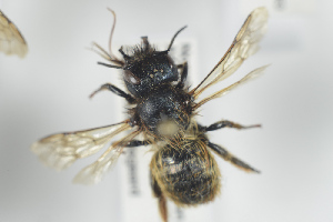  (Osmia bicornis - NOAPI262)  @14 [ ] CreativeCommons - Attribution Non-Commercial Share-Alike (2014) Arnstein Staverlokk Norwegian Institute of Nature Research