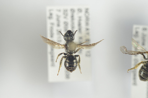  ( - NOAPI371)  @12 [ ] CreativeCommons - Attribution Non-Commercial Share-Alike (2014) Arnstein Staverlokk Norwegian Institute of Nature Research