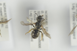  ( - NOAPI372)  @12 [ ] CreativeCommons - Attribution Non-Commercial Share-Alike (2014) Arnstein Staverlokk Norwegian Institute of Nature Research