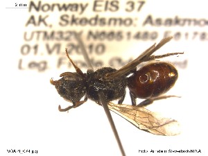  ( - NOAPI074)  @12 [ ] CreativeCommons - Attribution Non-Commercial Share-Alike (2014) Arnstein Staverlokk Norwegian Institute of Nature Research