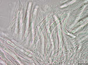  ( - GM12031)  @11 [ ] CreativeCommons - Attribution Non-Commercial Share-Alike (2011) Tromso University Museum Tromso University Museum