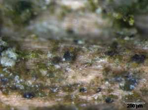  (Tubeufiaceae - TROM-F15839)  @11 [ ] CreativeCommons - Attribution Non-Commercial Share-Alike (2015) Unspecified Tromso University Museum