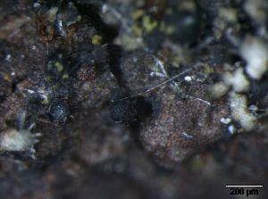  (Rebentischia sp - TROM-F15840)  @11 [ ] CreativeCommons - Attribution Non-Commercial Share-Alike (2015) Unspecified Tromso University Museum