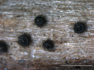  (Leptosphaeriaceae - TROM-F15873)  @11 [ ] CreativeCommons - Attribution Non-Commercial Share-Alike (2015) Unspecified Tromso University Museum