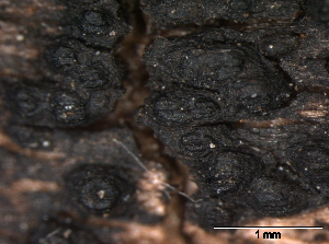  ( - TROM-F24363)  @11 [ ] CreativeCommons - Attribution Non-Commercial Share-Alike (2015) Unspecified Tromso University Museum