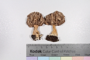  (Morchella sp - TROM-F26028)  @11 [ ] CreativeCommons - Attribution Non-Commercial Share-Alike (2015) Unspecified Tromso University Museum