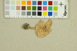  ( - O-F-10037)  @11 [ ] by-nc-sa (2025) Unspecified University of Oslo, Natural History Museum