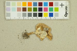  ( - O-F-10037)  @11 [ ] by-nc-sa (2025) Unspecified University of Oslo, Natural History Museum