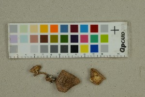  ( - O-F-125202)  @11 [ ] by-nc-sa (2025) Unspecified University of Oslo, Natural History Museum