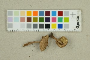  ( - O-F-125203)  @11 [ ] by-nc-sa (2025) Unspecified University of Oslo, Natural History Museum