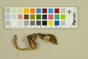  ( - O-F-131019)  @11 [ ] by-nc-sa (2025) Unspecified University of Oslo, Natural History Museum