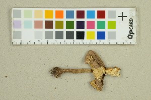  ( - O-F-158383)  @11 [ ] by-nc-sa (2025) Unspecified University of Oslo, Natural History Museum