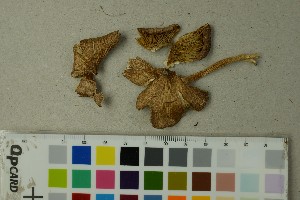  ( - O-F-204435)  @11 [ ] by-nc-sa (2025) Unspecified University of Oslo, Natural History Museum