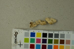  ( - O-F-204445)  @11 [ ] by-nc-sa (2025) Unspecified University of Oslo, Natural History Museum