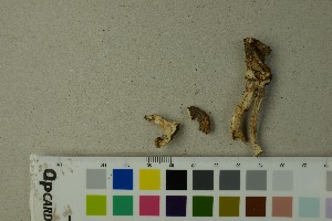  ( - O-F-204446)  @11 [ ] by-nc-sa (2025) Unspecified University of Oslo, Natural History Museum