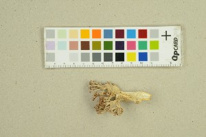  ( - O-F-204530)  @11 [ ] by-nc-sa (2025) Unspecified University of Oslo, Natural History Museum