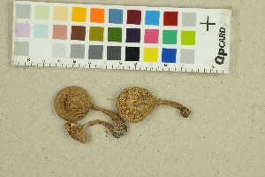  ( - O-F-220107)  @11 [ ] by-nc-sa (2025) Unspecified University of Oslo, Natural History Museum