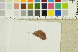  (Flagelloscypha - O-F-239166)  @11 [ ] by-nc-sa (2025) Unspecified University of Oslo, Natural History Museum