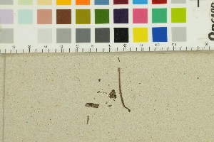  (Mycenaceae - O-F-245633)  @11 [ ] by-nc-sa (2025) Unspecified University of Oslo, Natural History Museum