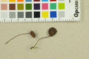  (Entoloma - O-F-260797)  @11 [ ] by-nc-sa (2025) Unspecified University of Oslo, Natural History Museum