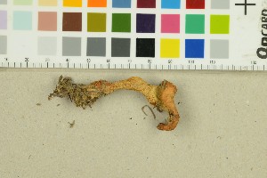  ( - O-F-271360)  @11 [ ] by-nc-sa (2025) Unspecified University of Oslo, Natural History Museum