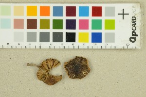  (Pluteus - O-F-271373)  @11 [ ] by-nc-sa (2025) Unspecified University of Oslo, Natural History Museum