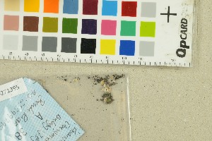  ( - O-F-271395)  @11 [ ] by-nc-sa (2025) Unspecified University of Oslo, Natural History Museum