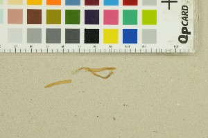  (Clavaria flavostellifera - O-F-271396)  @11 [ ] by-nc-sa (2025) Unspecified University of Oslo, Natural History Museum