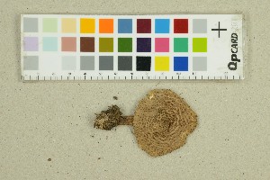  ( - O-F-285657)  @11 [ ] by-nc-sa (2025) Unspecified University of Oslo, Natural History Museum