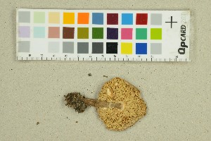  ( - O-F-285657)  @11 [ ] by-nc-sa (2025) Unspecified University of Oslo, Natural History Museum