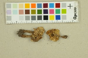  ( - O-F-309244)  @11 [ ] by-nc-sa (2025) Unspecified University of Oslo, Natural History Museum